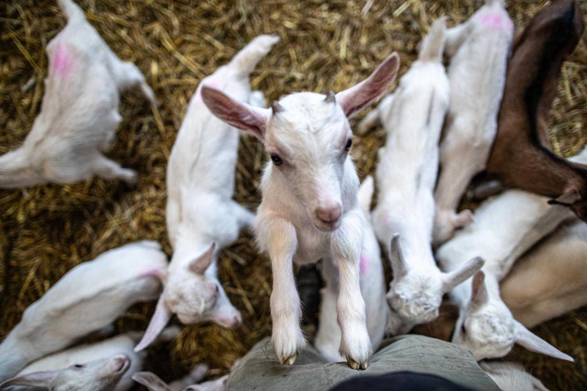 Agriturismo Why Farm Marano Ticino Экстерьер фото